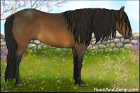 Horse Color:Gray Buckskin 