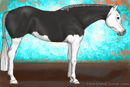 Horse Color:Gray Silver Black Splash 