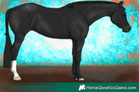 Horse Color:Gray Black