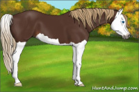 Horse Color:Gray Chestnut Splash