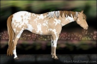Horse Color:White Spotted Liver Chestnut Pearl Appaloosa 