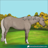 Horse Color:Silver Grullo 