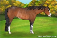 Horse Color:Bay Sabino Rabicano