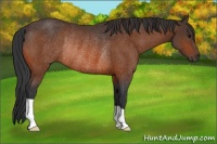 Horse Color:Bay Rabicano 