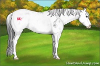 Horse Color:Black Sabino Splash Rabicano