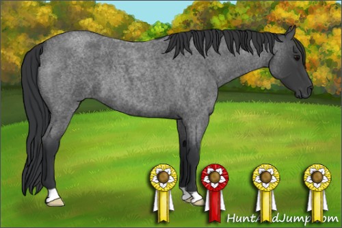 Horse Color:Blue Roan 