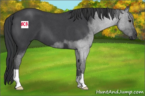 Horse Color:Blue Roan 
