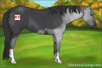 Horse Color:Blue Roan 