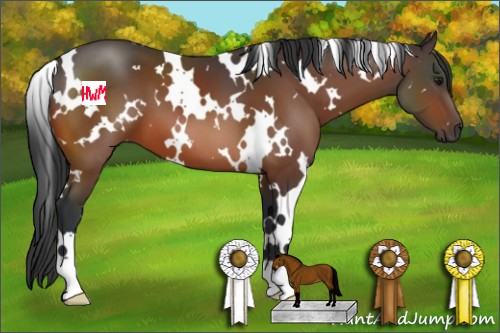 Horse Color:White Spotted Bay 