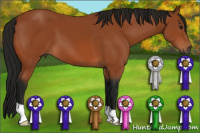 Horse Color:Gray Bay