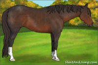 Horse Color:Liver Chestnut 