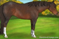 Horse Color:Liver Chestnut