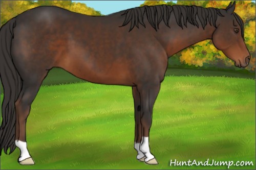 Horse Color:Liver Chestnut 