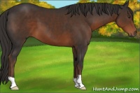 Horse Color:Liver Chestnut 