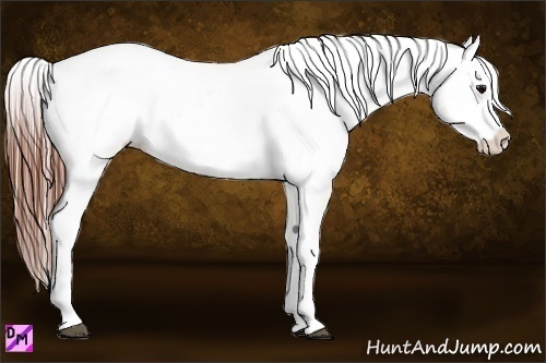 Horse Color:Grullo Splash Tobiano Appaloosa Rabicano  Brindle