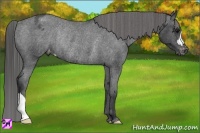Horse Color:Blue Roan Varnish Rabicano 