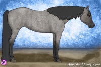 Horse Color:Grullo Roan 
