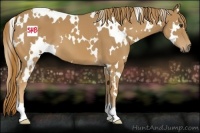 Horse Color:White Spotted Chestnut 