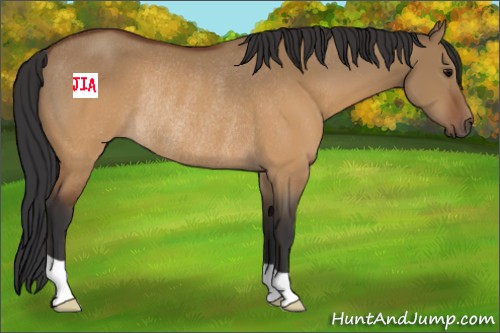 Horse Color:Brown Dun Rabicano 