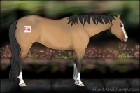 Horse Color:Brown Dun Sabino 