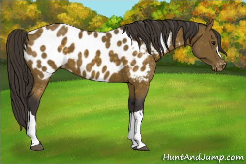 Horse Color:Buckskin Blanket