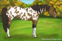 Horse Color:Buckskin Blanket 