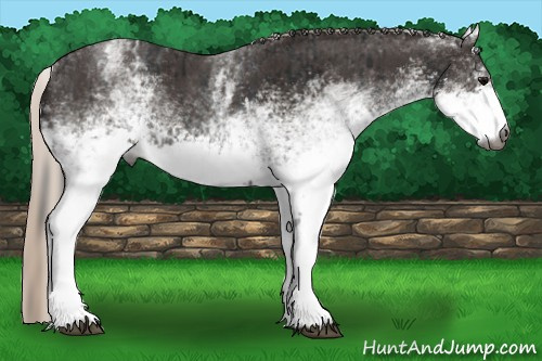 Horse Color:Gray White Spotted Black  and Gray White Spotted Silver Black 