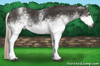 Horse Color:Gray White Spotted Black  and Gray White Spotted Silver Black 