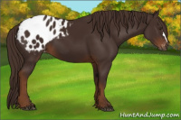 Horse Color:Gray Chestnut Appaloosa 