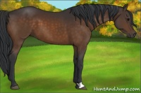 Horse Color:Brown 