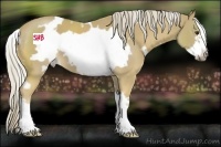 Horse Color:White Spotted Palomino Frame 