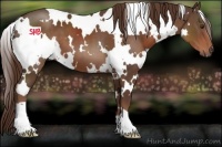 Horse Color:White Spotted Liver Chestnut 