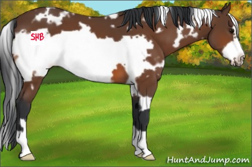 Horse Color:White Spotted Bay Frame