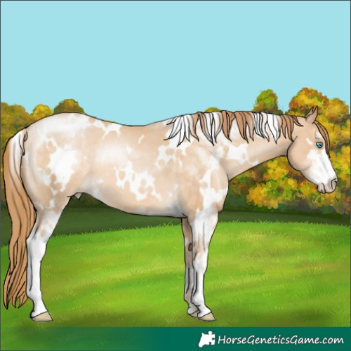 Horse Color:White Spotted Buckskin Pearl Sabino 