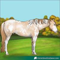 Horse Color:White Spotted Buckskin Pearl Sabino