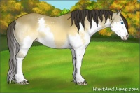 Horse Color:Buckskin Splash 