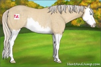 Horse Color:Cremello Sabino Splash Rabicano 