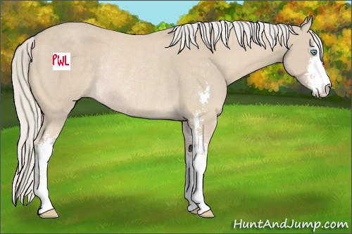 Horse Color:Cremello Sabino Rabicano 