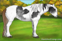 Horse Color:Gray White Spotted Black  and Gray White Spotted Chestnut 