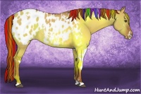 Horse Color:Painted White Spotted Red Dun Appaloosa