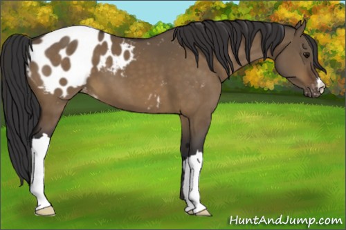 Horse Color:Brown Dun Appaloosa 