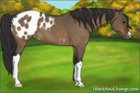 Horse Color:Brown Dun Appaloosa