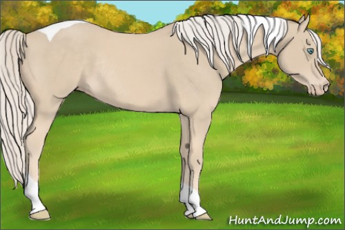 Horse Color:Cremello Tobiano Rabicano 