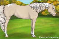 Horse Color:Cremello Tobiano Rabicano 