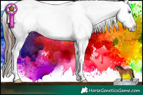 Horse Color:Bay Splash Appaloosa 