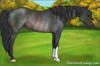 Horse Color:Brown Rabicano 