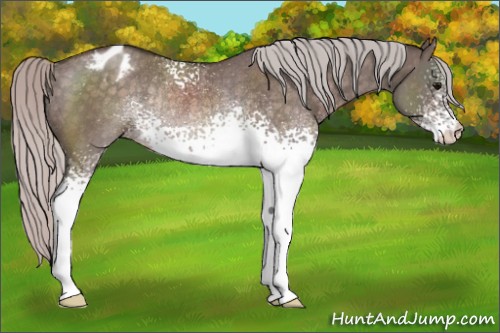 Horse Color:White Spotted Silver Brown Dun Appaloosa Rabicano 