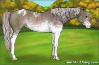 Horse Color:White Spotted Silver Brown Dun Appaloosa Rabicano 