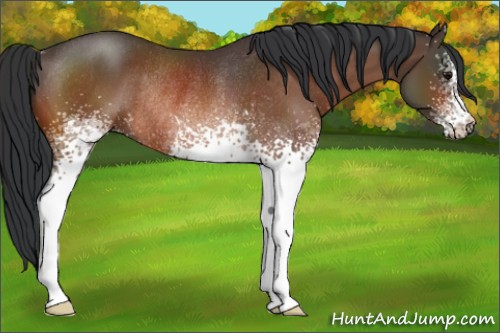 Horse Color:White Spotted Bay Rabicano