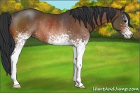 Horse Color:White Spotted Bay Rabicano 